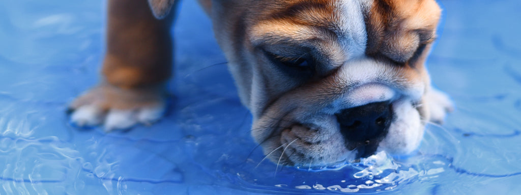 How Much Water Should a Dog Drink?