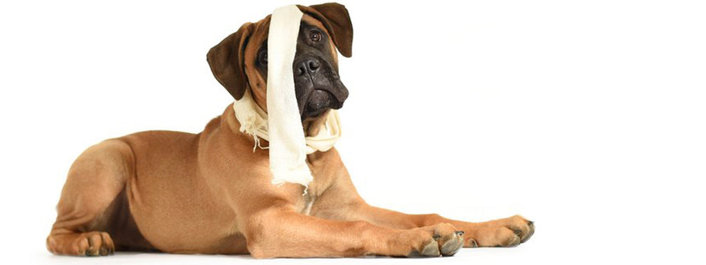 First Aid: What to Do if your Dog’s Heart Stops Beating