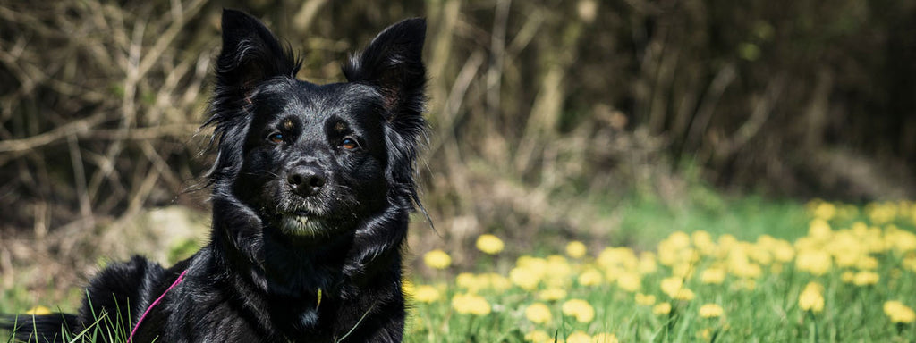 How Does Life Change for a Dog Who Has Allergies?