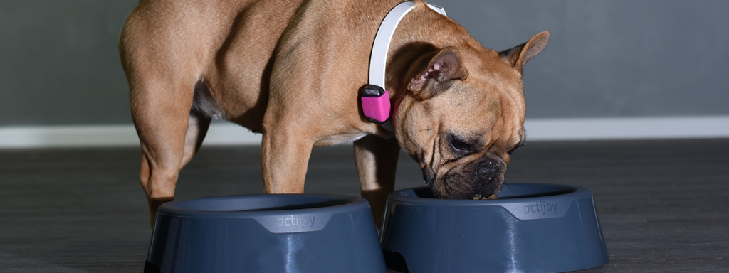 How Many Calories Should a Dog Eat Per Day?