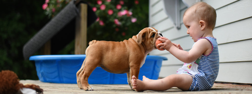 10 Best Dog Breeds for Kids