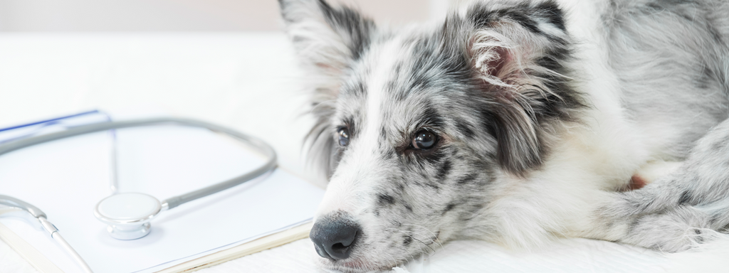 Canine Cognitive Dysfunction