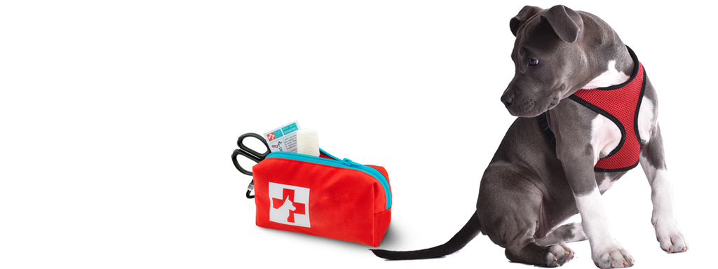DIY Pet First Kit Essentials