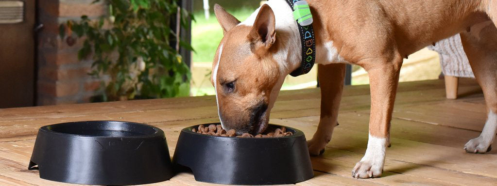 Dog Food Choices: Dry Food Versus Wet Food