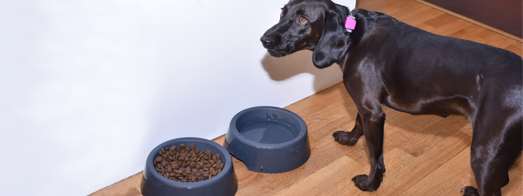 Dog Anorexia:  What to do When Your Dog isn’t Eating