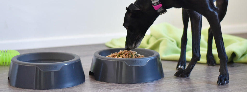 Dog Food Tips For Preventing Fussy Eaters