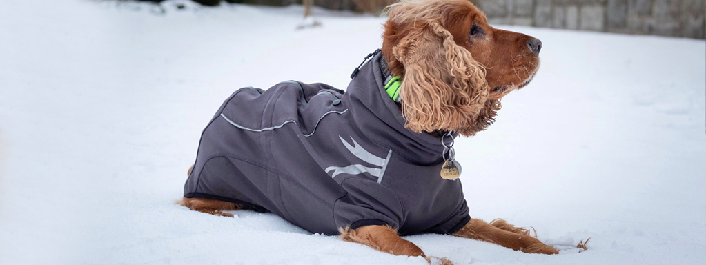 Dogs Winter Shedding