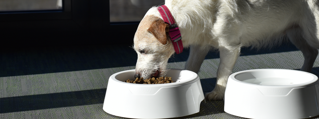 How to Avoid Overfeeding Your Dog
