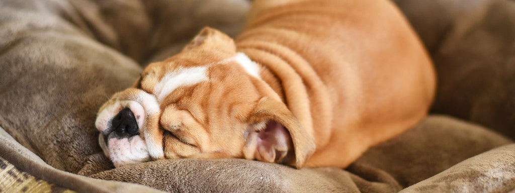 My Pet is Tired: Exercise Intolerance or Lethargy?