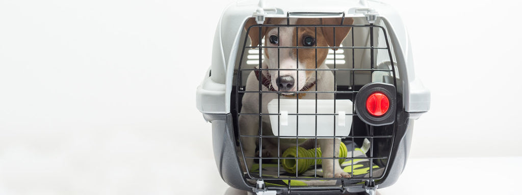 Crate Training Your Dog