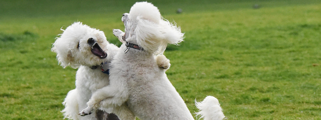 Dog Park Behavior and Etiquette