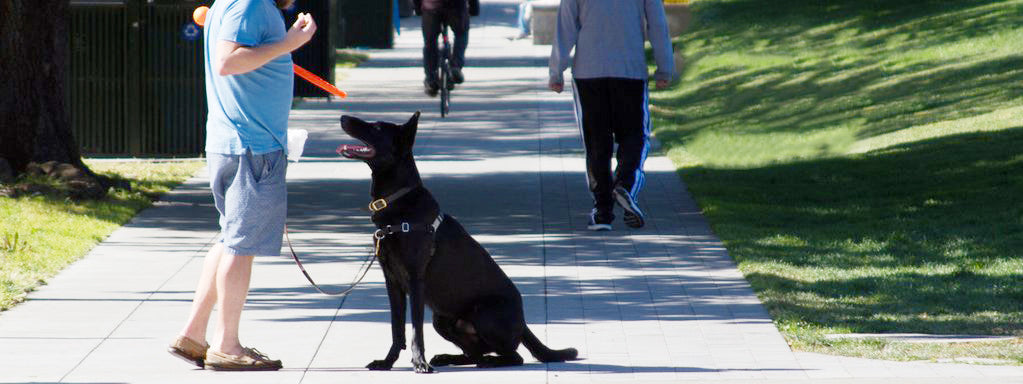 Guide to Dog Training: Positive Reinforcement Training