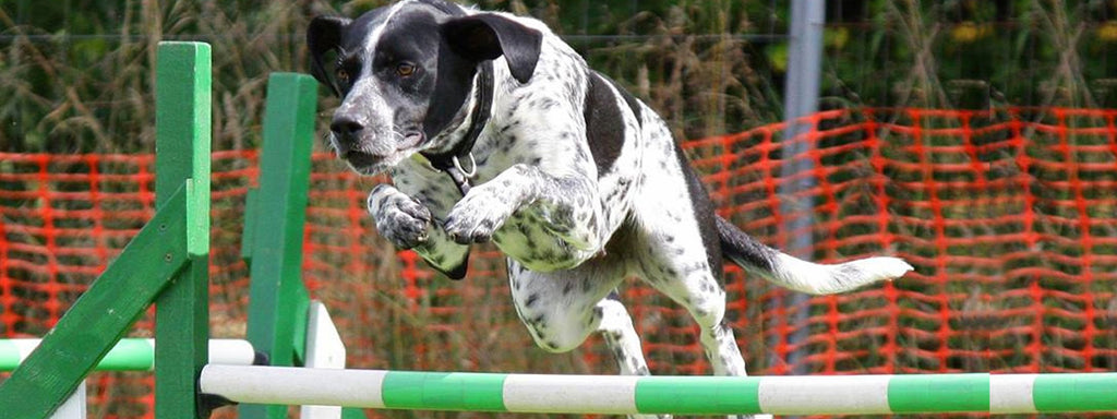 How Can Agility Training Benefit Both you and your Dog