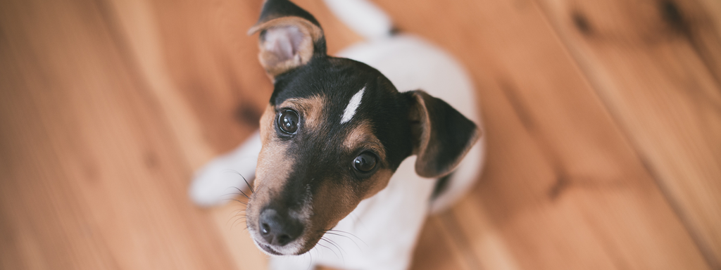 Jack Russell Terrier Breed Facts in Fewer than 250 Words