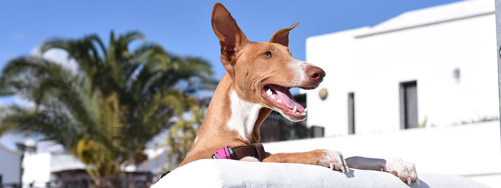 Meet the Podenco Canario!