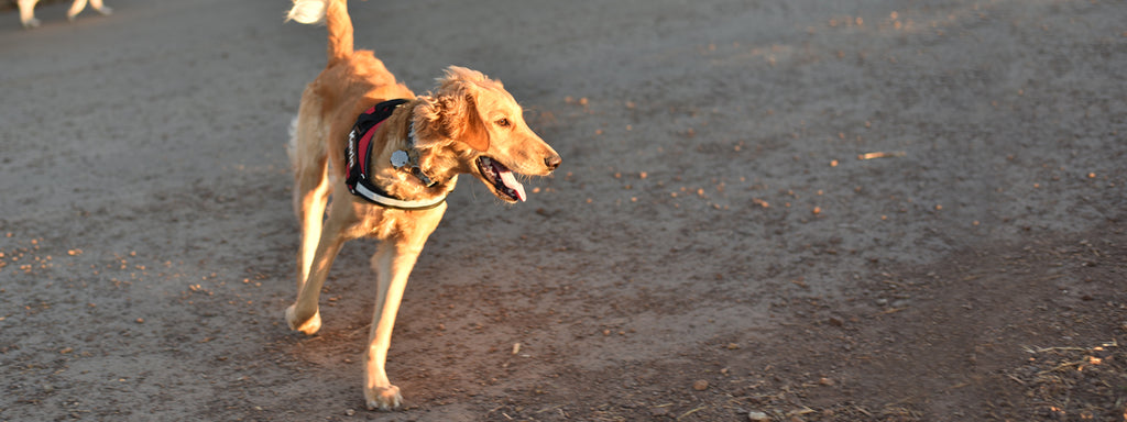 Are you sure that your pet is getting enough exercise?