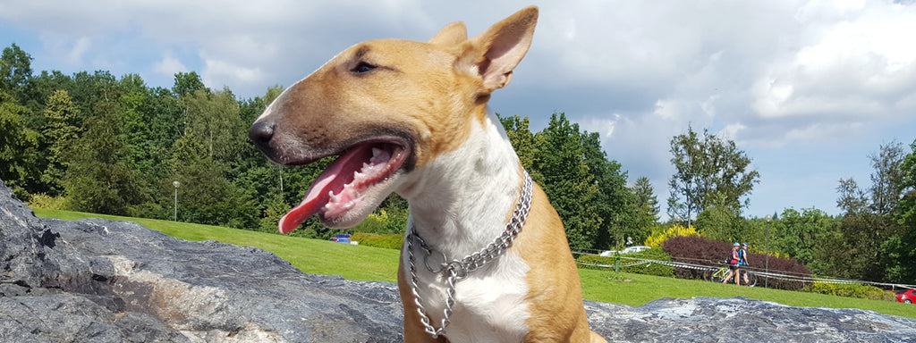 Creating a Workout Plan for You and Your Dog